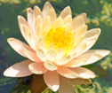 Peach water lily
